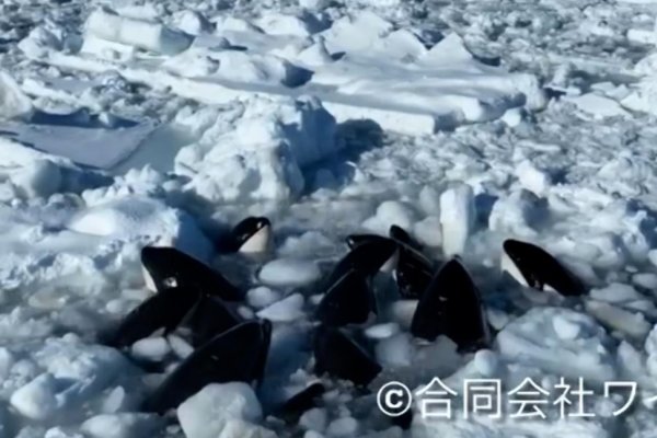 Captan a un grupo de orcas atrapadas en el hielo luchando por salir