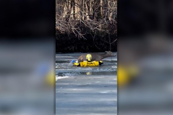 Dramático rescate de un ciervo que cayó a un lago congelado en Minnesota