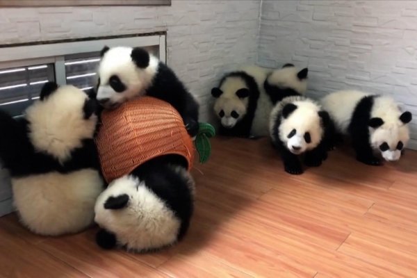 Entre la mecedora y el biberón, así se divierten estos cachorros de panda