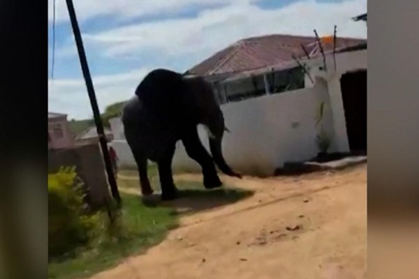 Sacrifican a elefante que se escapó de un parque nacional en Sudáfrica