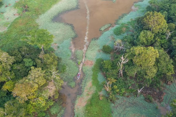 La Amazonia ha sobrevivido a los cambios climáticos durante 65 millones de años. Ahora se dirige al colapso, según un estudio