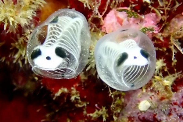 ¿Tierno o espeluznante? Conoce a la ascidia panda esqueleto, un pez que sorprende en Japón