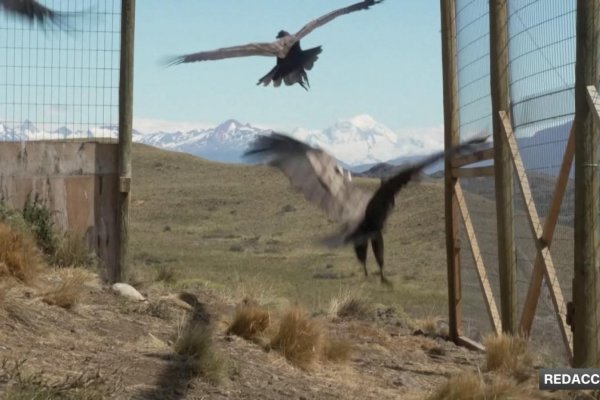 Mira cómo liberan a un grupo de cóndores andinos en la Patagonia chilena