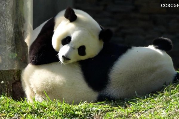 Un cachorro de oso panda cautiva a turistas en China con sus acrobacias