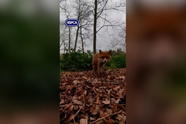 Captan en video el momento en el que un zorro se roba el celular de un rescatista