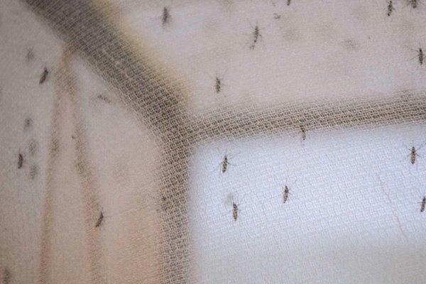 Insectos obligaron al cierre de una estación de subte en Argentina, la nube de bichos apareció en medio de la ola de mosquitos en la ciudad