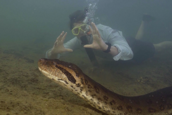 En la selva amazónica de Ecuador, descubren la serpiente más grande del mundo