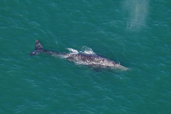 Ballena gris no vista desde hace 200 años es vista en el Atlántico