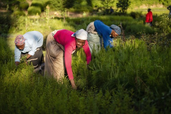 FOTOS | Las iniciativas emblemáticas de restauración de la naturaleza