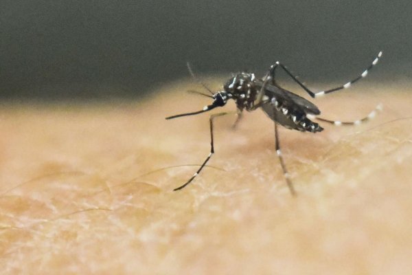 Argentina sufre brote de dengue desde comienzo del año