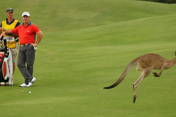 Estampida de canguros interrumpe un juego de golf en Australia