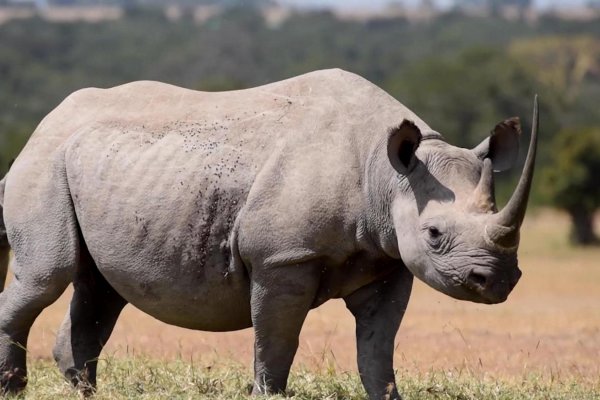 Los rinocerontes solían estar en peligro de extinción en Kenya, ahora no