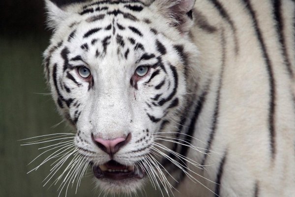 ¿Sabes cómo reaccionar si un tigre se escapa mientras está en un zoológico?