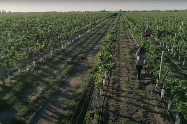 Vendimia 2024: Una cosecha prometedora para el Oasis Sur mendocino y General Alvear.