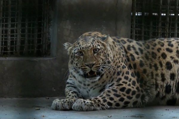 Un zoológico en China pone a dieta a un obeso leopardo