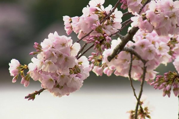 Los cerezos en flor en Washington anuncian la llegada de la primavera