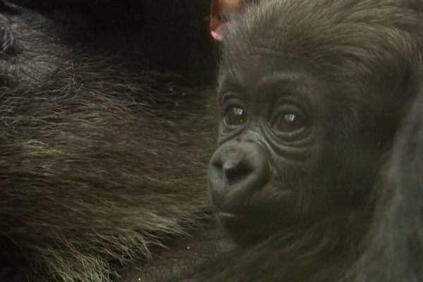 Bebé gorila cautiva a visitantes del Zoológico de Londres