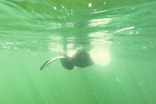 Buzo experimentado detecta un fenómeno aterrador en el agua