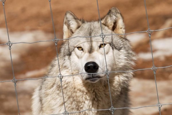 En Colorado los ganaderos no pueden matar a este depredador