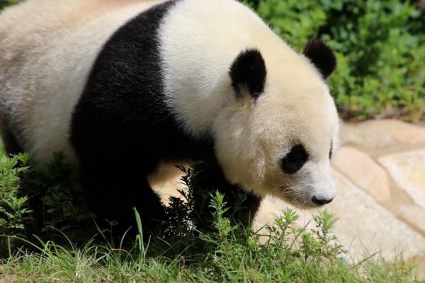 A los 28 años, muere Tan Tan, la panda más vieja de Japón