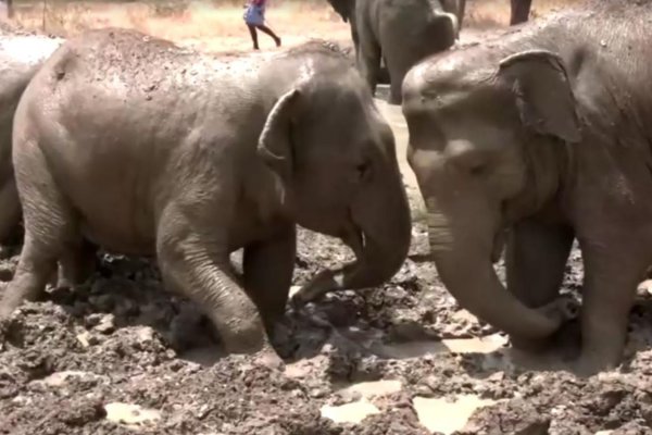 Elefantes rescatados se dan un chapuzón en piscinas de barro