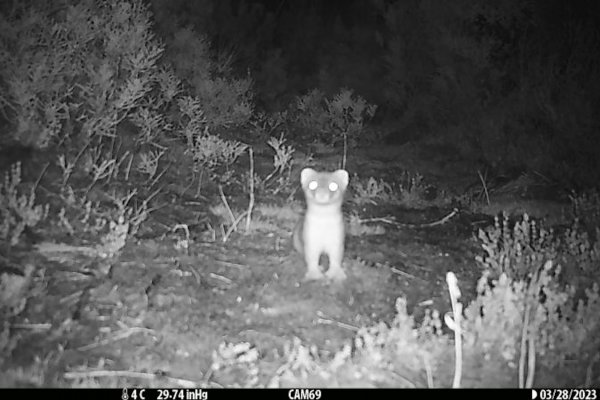 Por qué Nueva Zelandia se gastó una pequeña fortuna en matar a un único y escurridizo depredador peludo