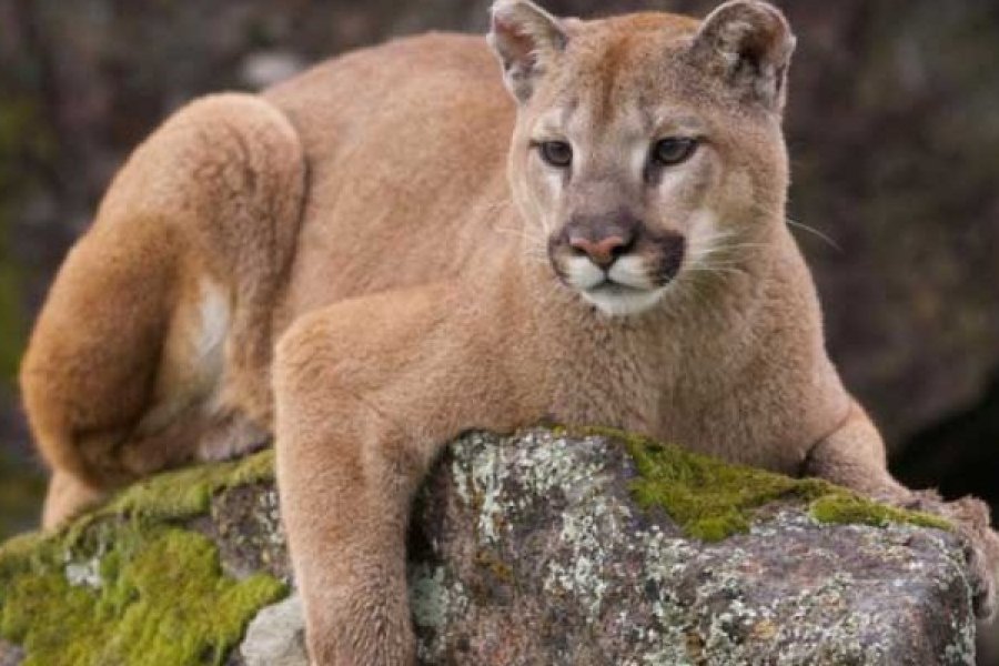 El puma: una especie de la Patagonia está en riesgo de extinción ...