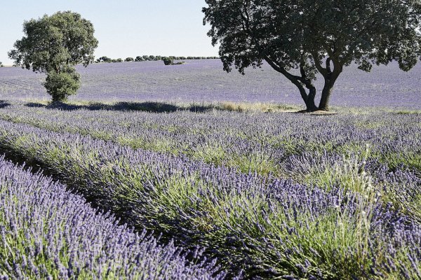 El pueblo a una hora de Madrid que podría estar en la Provenza  (y no solo por sus campos de lavanda)