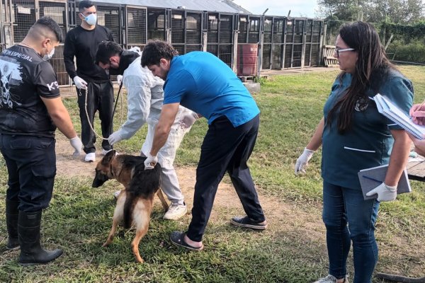 Corrientes: recomiendan cuidados ante casos de Leptospirosis en caninos