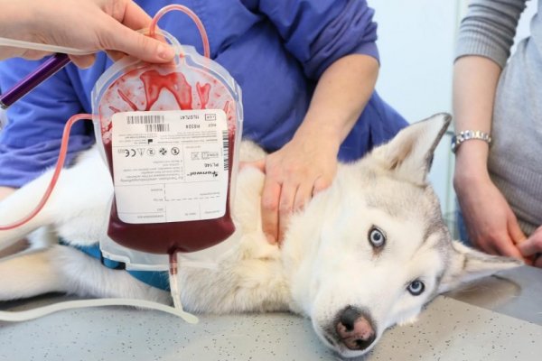 Se creará en Corrientes el primer banco de sangre canino