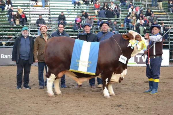 Rural de Palermo: un toro de Corrientes fue premiado como Gran Campeón Macho