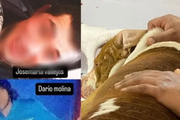 Corrientes: un hombre le disparó a un perro en la cabeza y se dio a la fuga