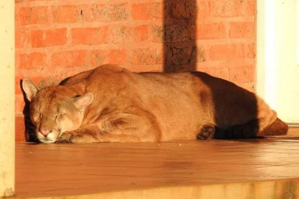 Colonia Liebig: apareció un puma en una oficina de Rentas