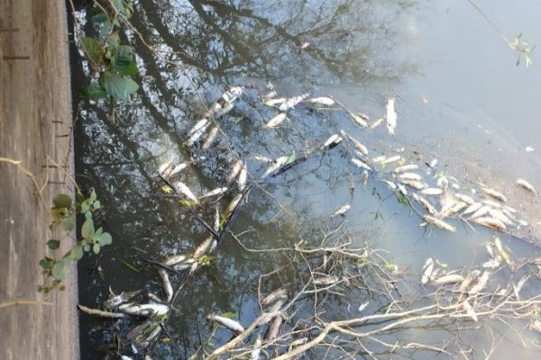 La Cruz: preocupación por la aparición de peces muertos en arroyo