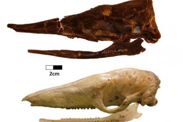 Becario estudia la evolución de los armadillos y su adaptación a la dieta de hormigas