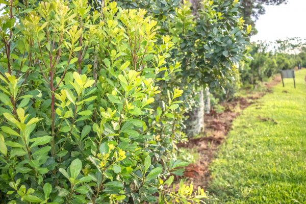 Rechazo judicial al pedido para limitar las plantaciones de yerba mate