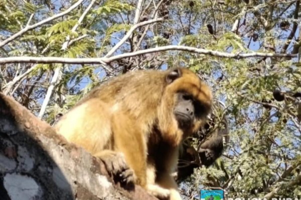 ANIMALES! Familia de monos Carayá víctimas de maltrato en Corrientes