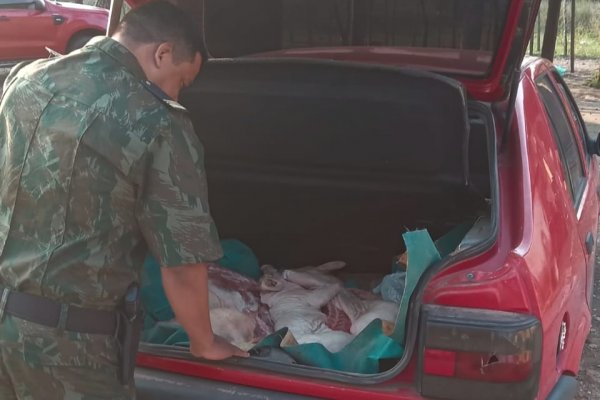 UN CHANCHO! Detienen en a quién transportaba un animal en el baúl