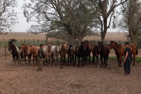 LADRONES! Robaban 12 caballos y la policía los recuperó