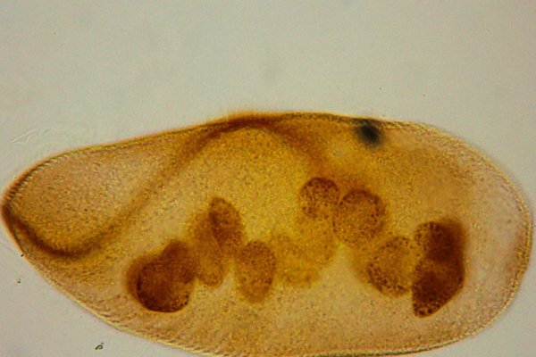 Revelan el potencial de unos microscópicos guardianes del Iberá