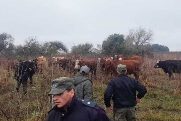 ROBADOS O PERDIDOS! Policías de Corrientes recuperan una docena de vacunos