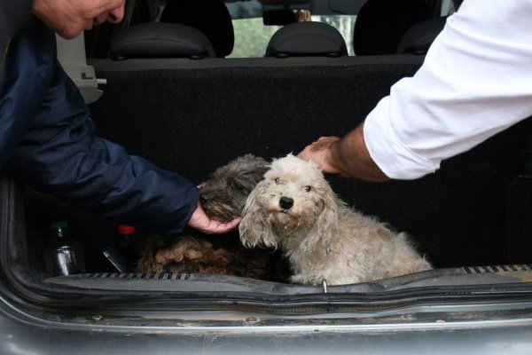 RESCATE! Dos caniches sufrían maltrato y abandono en la capital correntina