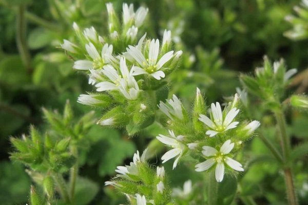 Cerastium glomeratum: becaria indaga los secretos adaptativos de esta maleza invasora