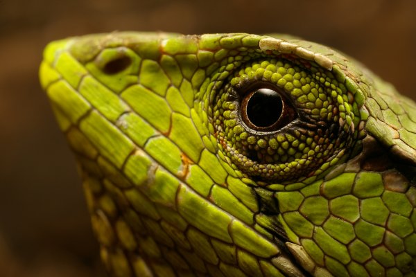 Descubrí el Corazón Verde del Mundo en la Amazonía Ecuatoriana