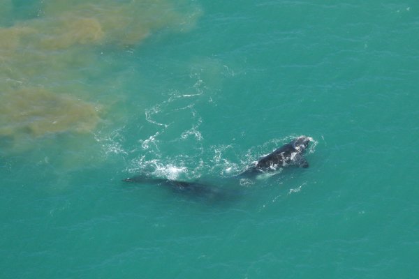 Ballenas en Miramar?