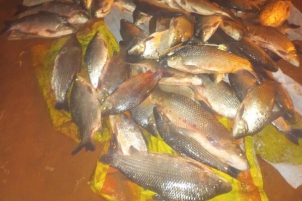 Decomisan en Corrientes más de 70 pescados que eran transportados ilegalmente