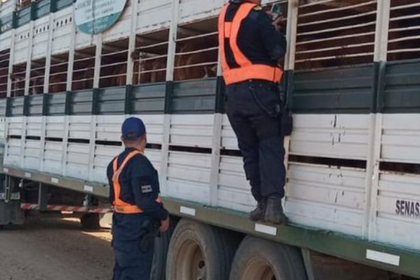 Intensificaron los operativos de Seguridad rural y controles de transporte de hacienda y frutos