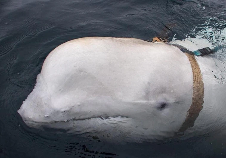 La «ballena espía rusa» encontrada muerta en Noruega fue abatida de manera intencionada