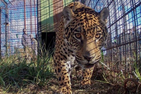 Tania, la yaguareté, se despide del Iberá