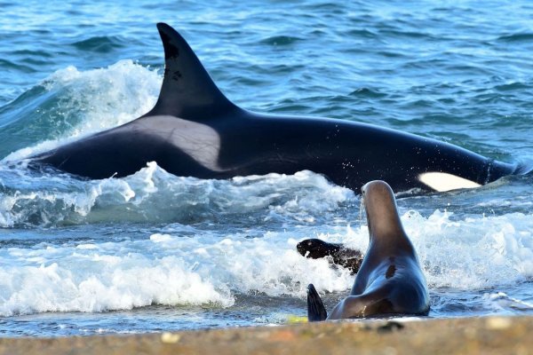 Puerto Madryn a pura temporada de fauna a la vista